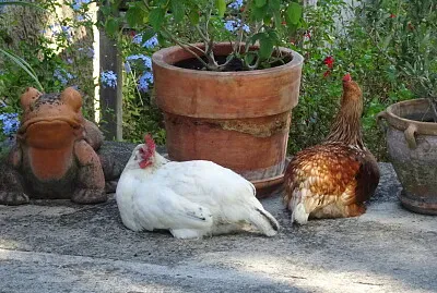 poule