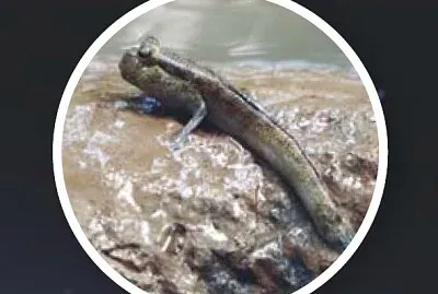 La abiogénesis jigsaw puzzle