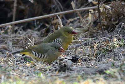 Bengalino verde