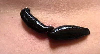 פאזל של SANGUIJUELA