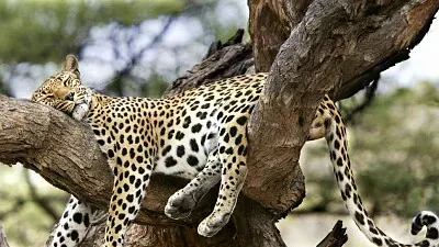 animales salvajes jigsaw puzzle