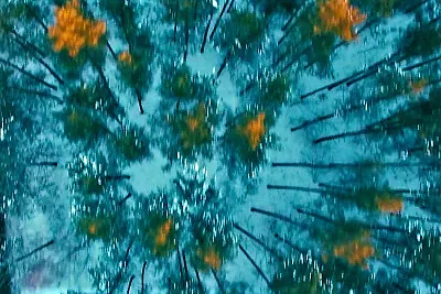 פאזל של autumn# 261