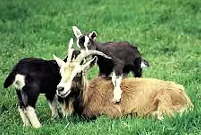 פאזל של mom #337