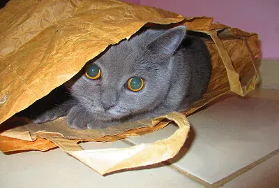 חתולה בריטית