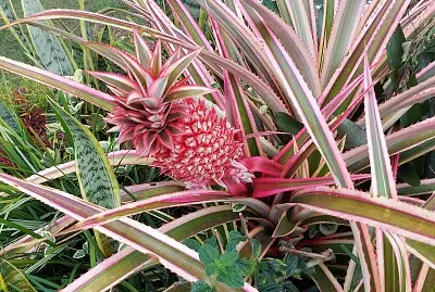 NATURALEZA PURA