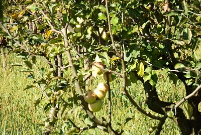 albero di mele
