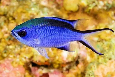 Demoiselle bleue des Caraïbes