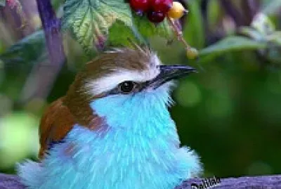 Bird with Berries