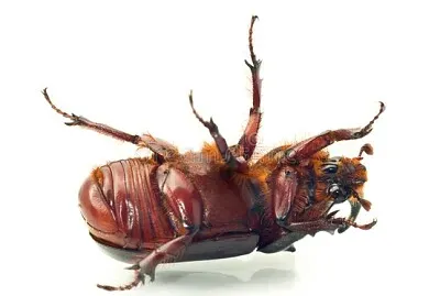 Scarabée sur le dos