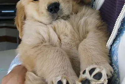 פאזל של cachorro