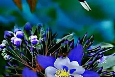 Hummingbird and columbines