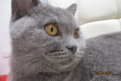 חתולה בריטית