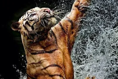 Tiger in water