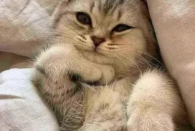 gato