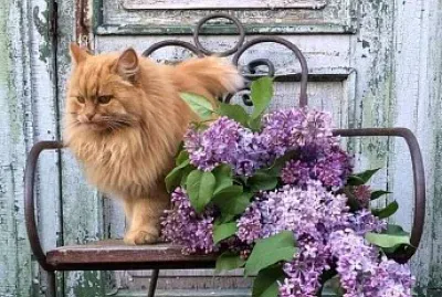 gato