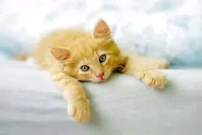 פאזל של gato