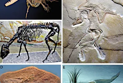 Evidencias paleontológicas