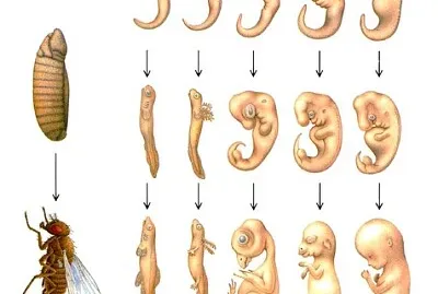 Evidencias embriológicas jigsaw puzzle