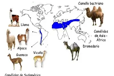 Evidencias biogeográficas jigsaw puzzle