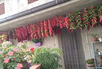 פאזל של Grisolia CS