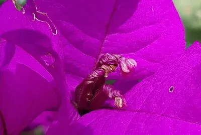 FLOWERS jigsaw puzzle