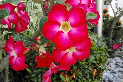 FLOWERS