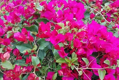 FLOWERS