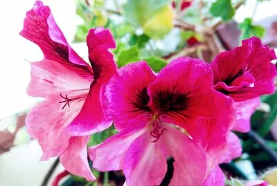 FLOWERS