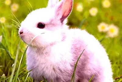 Rare lapin rose jigsaw puzzle