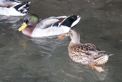 anatre jigsaw puzzle