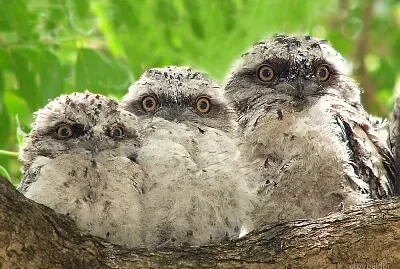 3 tawny frog mouth