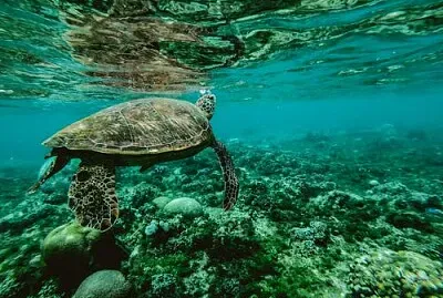 Sea turtle