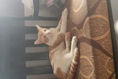 Gatito