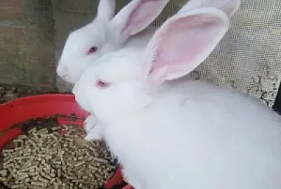 פאזל של Rabit