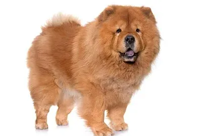 perro chau chau