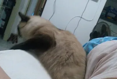 meu gato