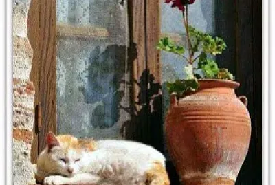 gato
