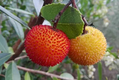 FRUTAS jigsaw puzzle