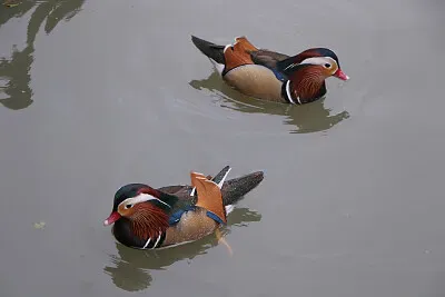 mandarin duck
