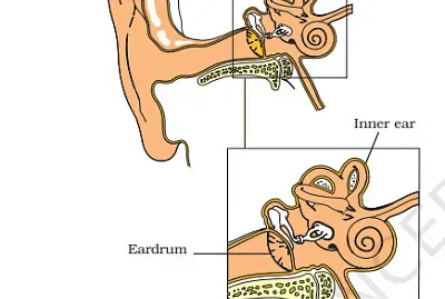 human ear jigsaw puzzle