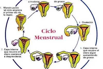 Ciclo menstrual
