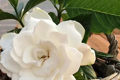 Laure Reunina jigsaw puzzle