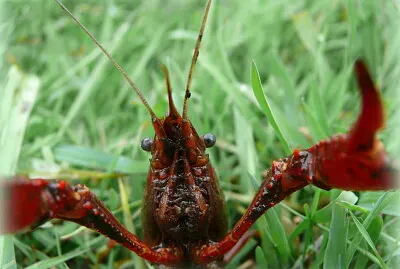 Ecrevisse jigsaw puzzle