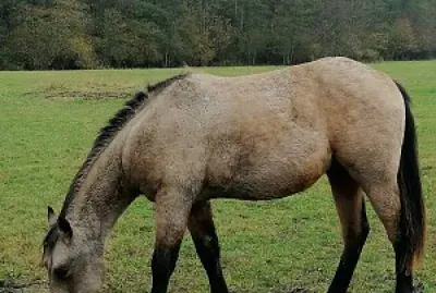 Buckskin quarter horse colt