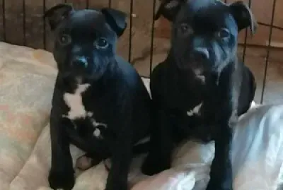 Staffy puppies
