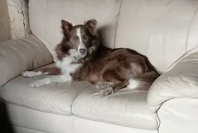 Lilac Border collie