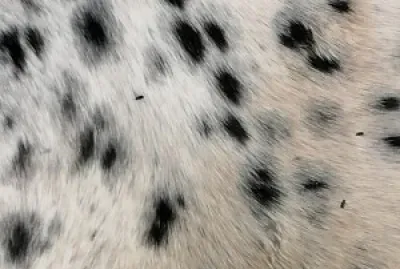 Appaloosa coat pattern