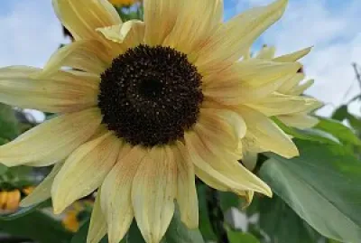 Creamy sunflower