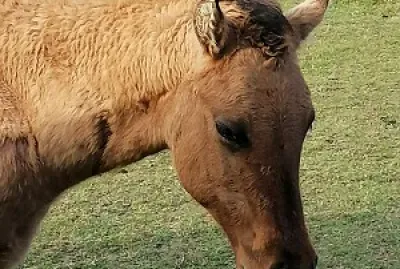 Head of a quarter horse foal