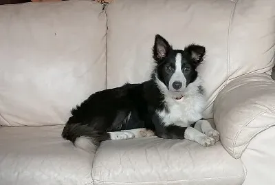 Border collie